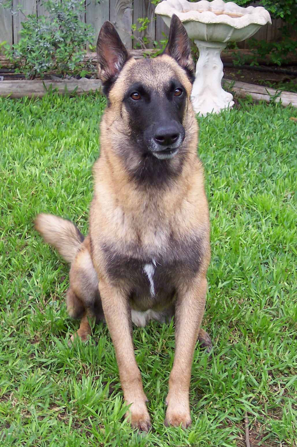 malinois01[1].jpg