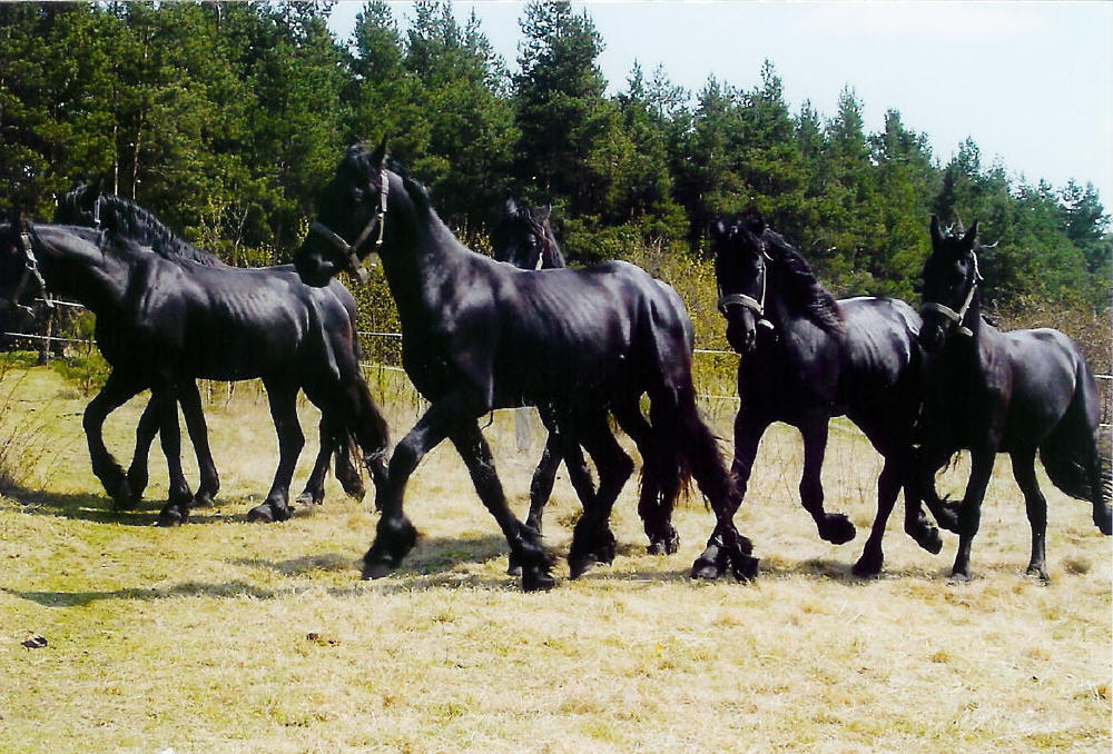 venku_konici[1].jpg