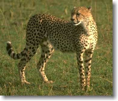 gepard