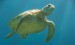 mořská želva