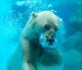 medvěd pod vodou