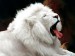 bílý lev